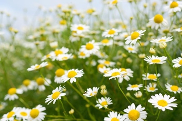 怀念亲人的悼词