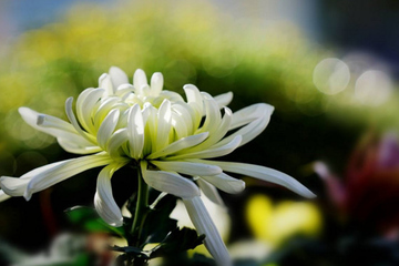 怀念亲人的悼词