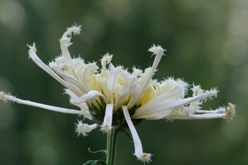 生忌时该怎么做