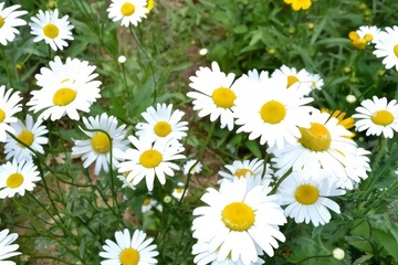 生忌时该怎么做