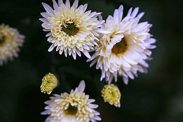 追悼会上的悼词