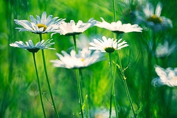 追悼会上的悼词