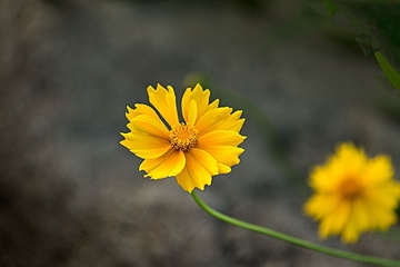 追悼会上的悼词