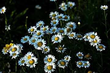 追悼会上的悼词