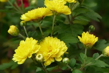 祭奠父亲的悼词