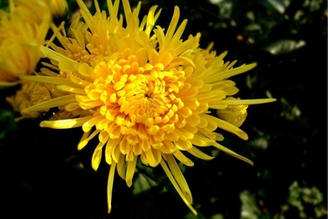 祭奠父亲的悼词