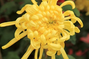 祭奠逝者的悼词