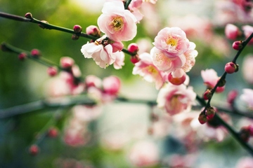 网上祭祀该如何操作