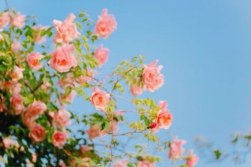 网上祭祀该如何操作