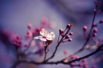 网上祭祀该如何操作