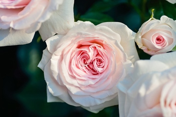 吊唁的注意事项有哪些