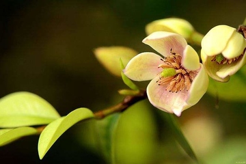 老人去世通知的短信范文