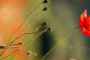 吊唁短信用语,吊唁慰问短信