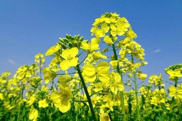 亲人忌日要做什么