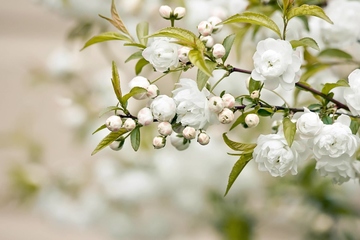 亲人忌日要做什么