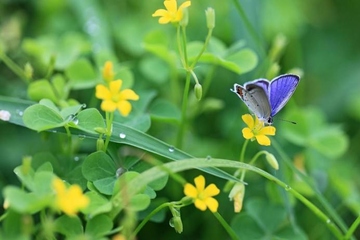 亲人忌日要做什么