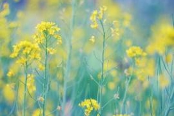 逝者生辰怎么祭奠