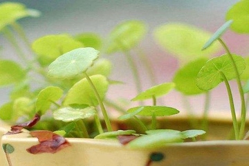 逝者生辰怎么祭奠