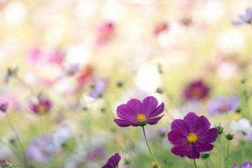 花圈挽联该如何写