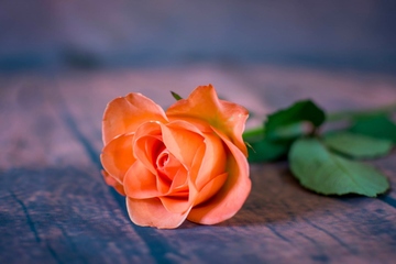 花圈挽联该如何写