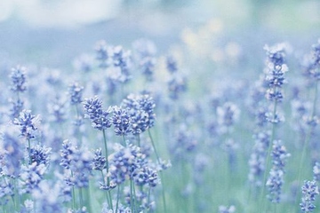 父亲生日如何祭拜