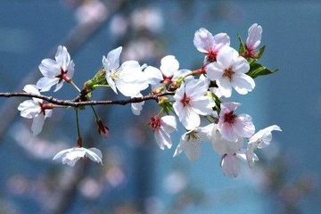 父亲生日如何祭拜