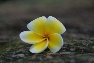 农村父亲悼词范文