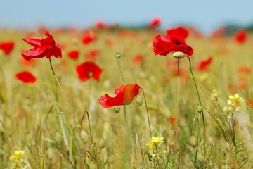 儿女给父亲的悼词范文