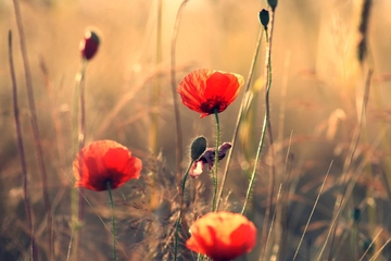 儿女给父亲的悼词范文