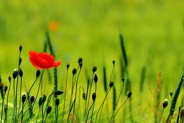 吊唁礼金信封上怎么写