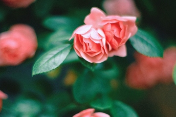 吊唁礼金信封上怎么写