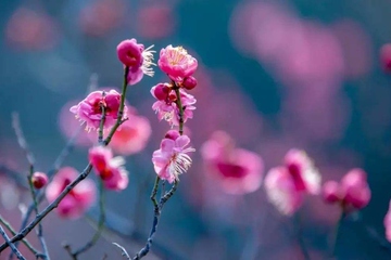 去世讣告怎么写