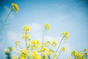 去世讣告怎么写