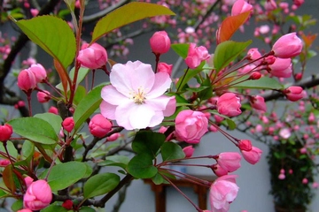 讣告最好的范文