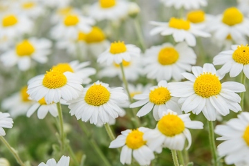 杨公忌日是什么意思