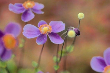 杨公忌日是什么意思