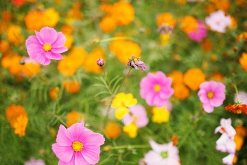 杨公忌日是什么意思