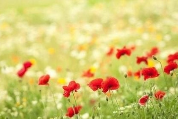 杨公忌日不能做哪些事