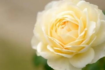 父亲去世讣告短信