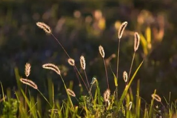 老人祭日该做什么