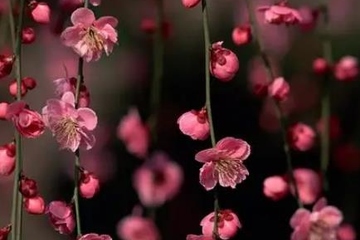 老人祭日该做什么