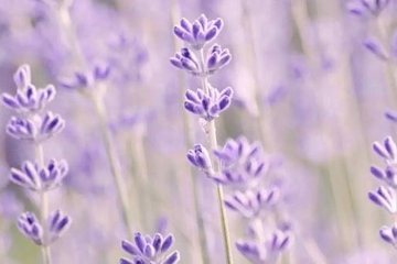 去世的人生日还要去祭拜吗