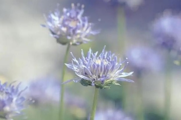 去世的人生日还要去祭拜吗