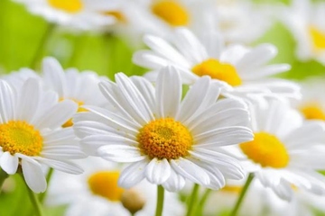 去世的人生日还要去祭拜吗