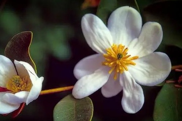 父母亡故的讣告格式