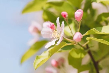 父母亡故的讣告格式