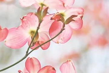 思念已故亲人的诗句