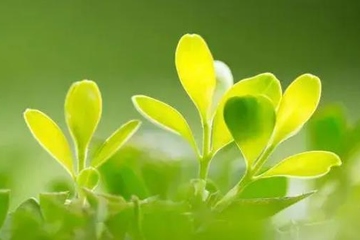 怀念已逝母亲的短句