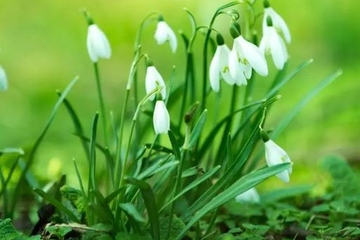 老人逝世悼词范文