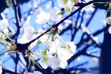 清明节上坟是上午还是下午好